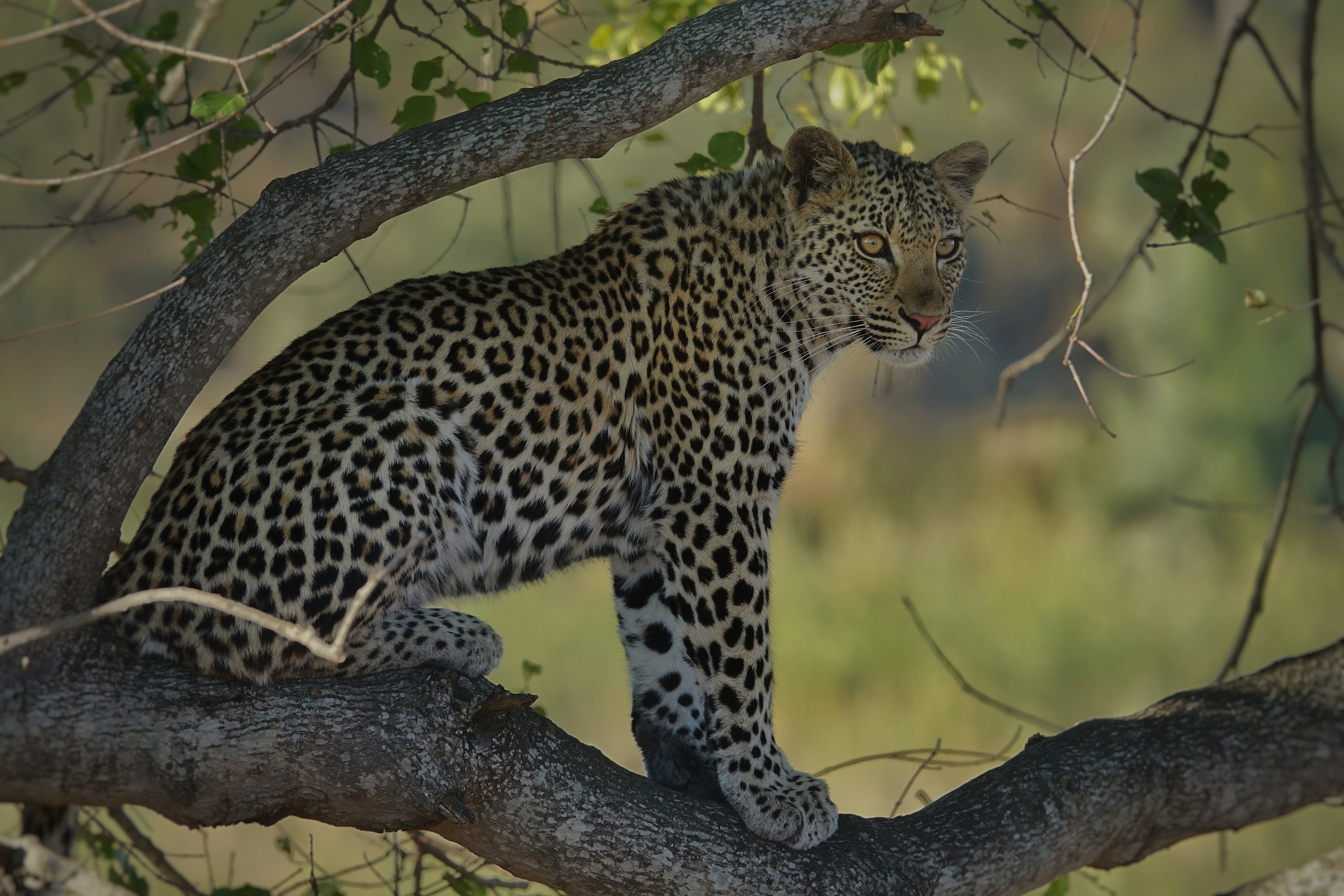 Léopard dans un arbre